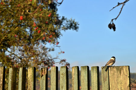 Bullfinch sitting on a wooden fence in a sunny autumn dayの写真素材