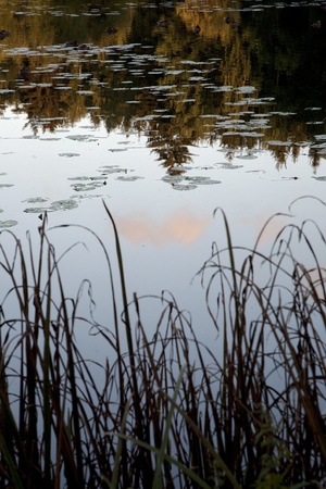 reflections in a pondの写真素材