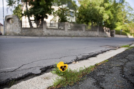 flower grown on asphalt in Selb, Germanyの写真素材