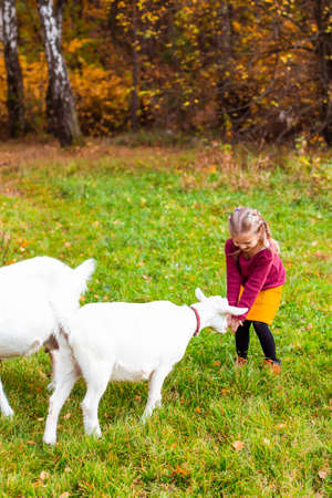  children in the autumn forest on a picnic grill sausages and play the guitar. High quality photoの写真素材