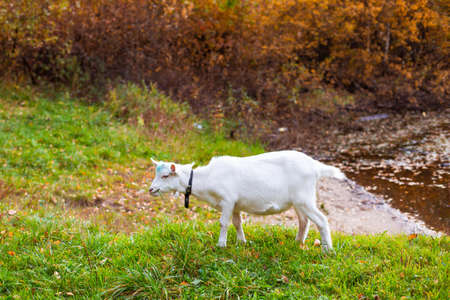  children in the autumn forest on a picnic grill sausages and play the guitar. High quality photoの写真素材
