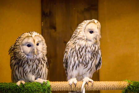 owl on a branch indoorsの写真素材