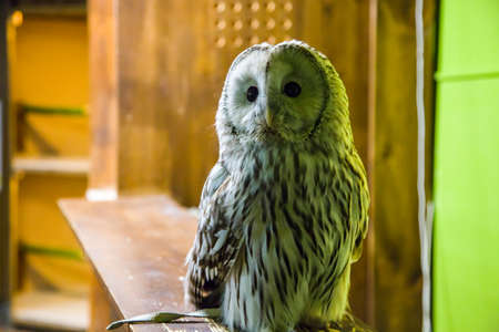 owl on a branch indoorsの写真素材