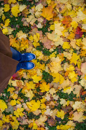 legs in blue sneakers on yellow leavesの写真素材