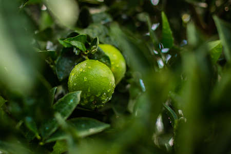 orange tree with orangesの写真素材
