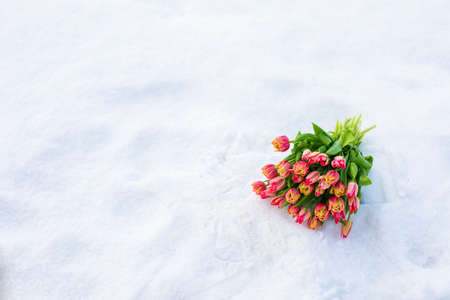 Red tulips with fresh snowの写真素材