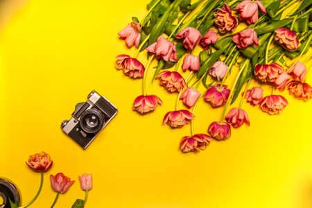 Tulip flowers and camera. Flat lay, Top viewの写真素材