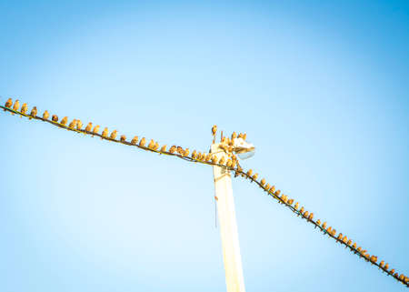 Birds On A electric Lineの写真素材