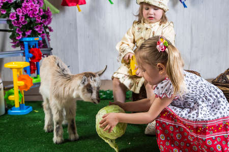 Little kid girls playing with goats in farmlandの写真素材