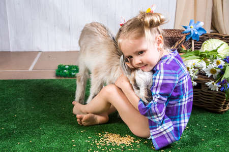 Little kid girl playing with goats in farmlandの写真素材