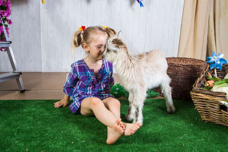 Little kid girl playing with goats in farmlandの写真素材