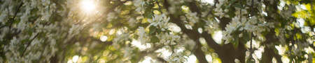 The blossoming apple-tree in a spring garden