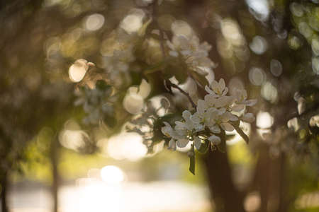 The blossoming apple-tree in a spring gardenの写真素材