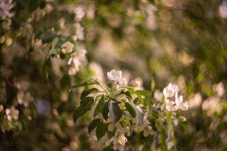 The blossoming apple-tree in a spring gardenの写真素材