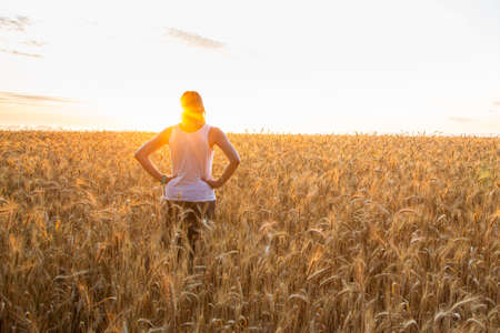 Sunset on the field with young rye or wheat in the summerの写真素材