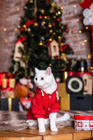 White cat Santa Claus costume Christmasの写真素材