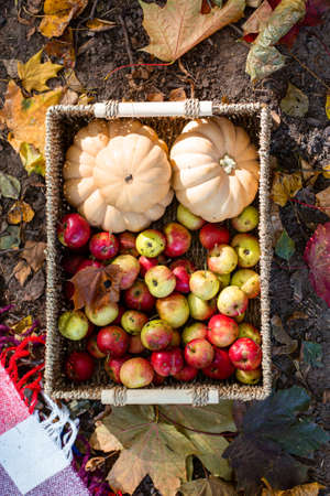autumn still life with pumpkins