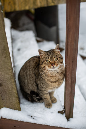 fluffy cat in the winter snow streetの写真素材