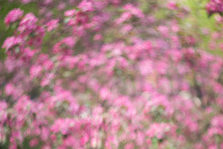 The blossoming apple-tree in a spring garden