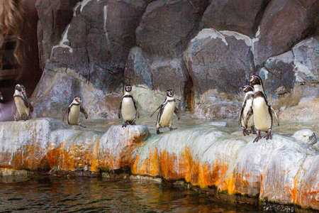 many penguins in the zoo live behind glassの写真素材