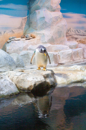 many penguins in the zoo live behind glassの写真素材