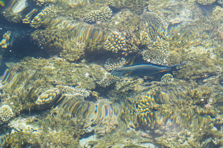 Coral reef and sunlight underwater seascape, photo