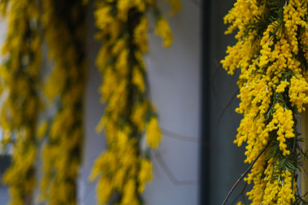 a showcase of decorated mimosa. spring timeの写真素材