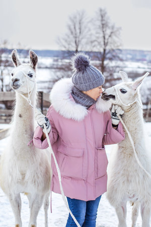 A girl in a fur coat stands with an alpaca in a snowy forestの写真素材