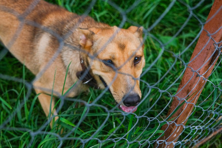 Kennel for animals. a dog shelter. Homeless dogs in cages. animal enclosure outdoor. High quality photoの写真素材