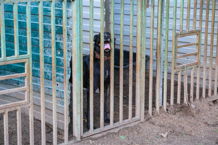 Kennel for animals. a dog shelter. Homeless dogs in cages. animal enclosure outdoor. High quality photoの写真素材
