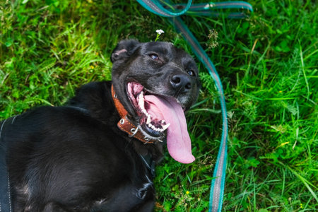 a dog on the grass with a happy faceの写真素材