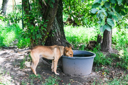 A dog drinking water from a large outdoor container. High quality photoの写真素材