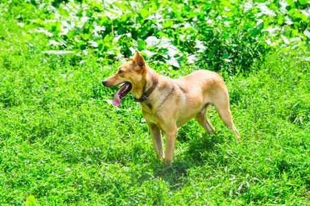Homeless dogs in outdoor area. High quality photoの写真素材