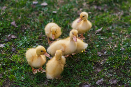 Cute baby girl with ducklings. High quality photoの写真素材