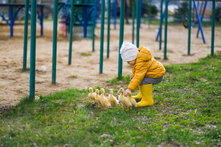 Cute baby girl with ducklings. High quality photoの写真素材