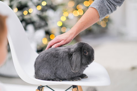 Gray rabbit in New Year's decorations. High quality photoの写真素材