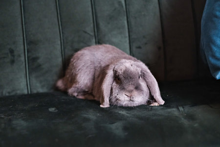 Gray fluffy rabbit sitting on the floor. High quality photoの写真素材