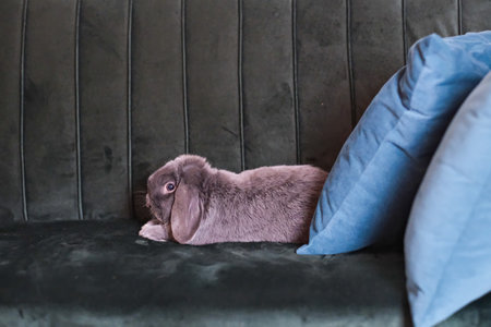 Gray fluffy rabbit sitting on the floor. High quality photoの写真素材