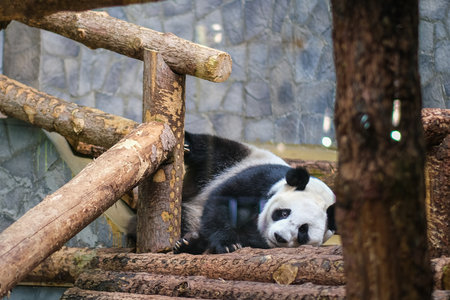 a panda is playing in a zoo. High quality photoの写真素材
