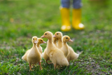 Cute baby girl with ducklings. High quality photoの写真素材