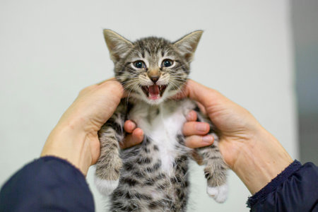 Kind people feed homeless animals. High quality photoの写真素材