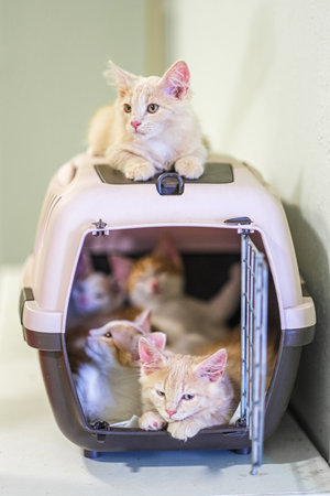 homeless kittens, Kind people feed homeless animals. High quality photoの写真素材