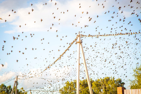 Birds On A Electric Line. High quality photoの写真素材