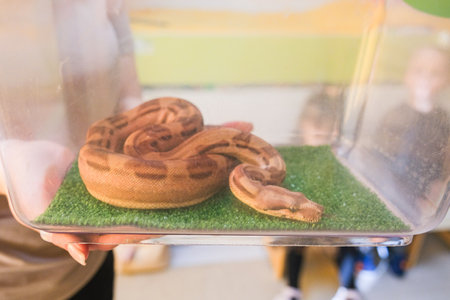 Boa Constrictor Sitting In Transparent Container. High quality photo