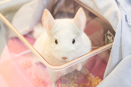 White fluffy chinchilla sitting in a transparent box. High quality photoの写真素材