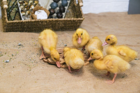 Ducks on the background of Easter baptized eggs. High quality photoの写真素材