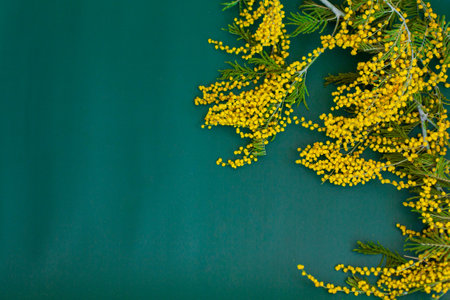 Mimosa flowers bouquet on a green background. High quality photoの写真素材