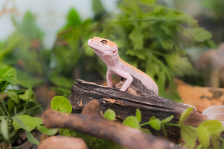 A small lizard is sitting on a log in a green environment. The lizard is brown and white in color