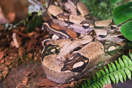 A snake is laying on the ground with its head down. The snake is brown and black in colorの写真素材