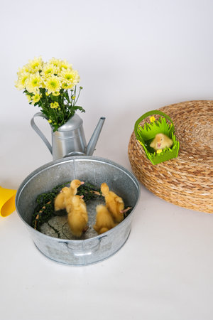 Easter decor with yellow flowers and ducklings. High quality photoの写真素材